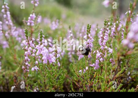 Hummel sammelt an einem Sommertag Nektar auf einer fliederrosa Heide. Insekten bestäubt die blühende gemeine Calluna vulgaris im Wald. Stockfoto