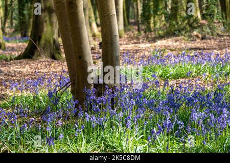 Schöne Bluebells ein Symbol der Demut Beständigkeit Dankbarkeit und ewige Liebe in gestrahltem Sonnenlicht in englischen Wäldern Stockfoto