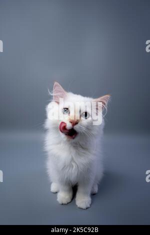 Hungrige flauschige weiße sibirische Kätzchen Porträt leckt Lippen auf grauem Studio-Hintergrund mit Kopierraum Stockfoto