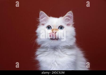 Flauschige weiße sibirische Kätzchen lecken Lippen Porträt auf rotem Hintergrund Stockfoto