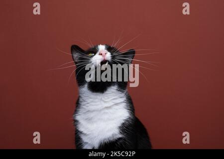 Lustige Katze, die auf den Kopierraum schaut und dummes Gesicht mit offenem Mund auf rotem Hintergrund macht Stockfoto