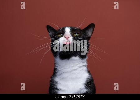 Lustige schwarz-weiße Smoking Katze macht dummes Gesicht ragt aus Zunge auf rotem Hintergrund Stockfoto