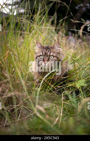 Tabby norwegische Waldkatze im Freien im hohen Gras auf der Jagd beobachten Stockfoto