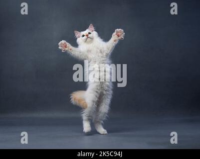 Flauschige weiße sibirische Kätzchen, die auf grauem Hintergrund mit Kopierraum aufspringen Stockfoto