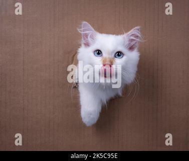 Flauschiges weißes sibirisches Kätzchen, das den Kopf durch ein Loch in einer Pappschachtel klebt und die Kamera dabei anschaut, wie sie die Lippen leckt Stockfoto