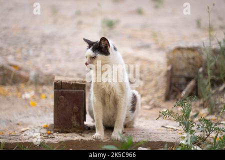 Porträt einer kranken schwarz-weißen streunenden Katze auf der Straße in palma de mallorca, spanien Stockfoto