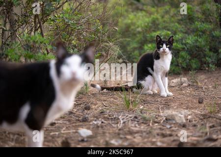 Zwei schwarz-weiße Smoking streunende Katzen draußen auf mallorca, spanien Stockfoto