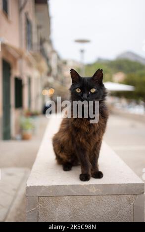 Schwarze flauschige streunende Katze mit gekippten Ohren sitzt in einer niedrigen Wand in Port de soller, mallorca, spanien Stockfoto