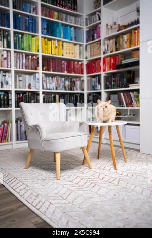 Katze sitzt auf dem Tisch in moderner Wohneinrichtung mit buntem Bücherregal im Hintergrund Stockfoto