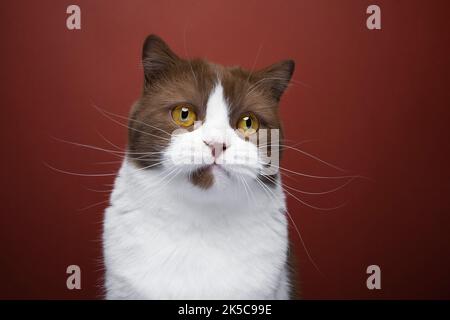 Braun weiße britische Kurzhaarkatze mit gelben Augen Porträt auf rotem Hintergrund Stockfoto