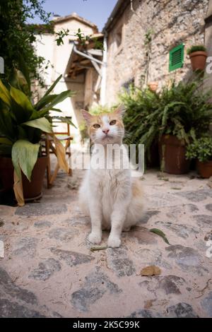 Ginger weiße Katze sitzt draußen vor dem Haus in mallorca, spanien Stockfoto