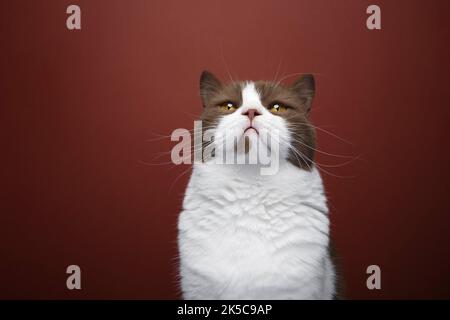 Braune weiße britische Kurzhaarkatze schaut auf Porträt auf rotem Hintergrund Stockfoto
