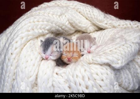 Drei neugeborene Kätzchen zusammen auf einer weichen, bequemen Decke Stockfoto