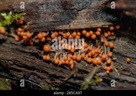 Plasmodium und Sporangie der Schleimform Trichia sp. (Wahrscheinlich T. decipiens) aus Sande, Vestfold & Telemark, Südnorwegen im September. Stockfoto