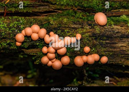 Wolfsmilch (Lycogala epidendrum) eine kosmopolitische Art von Schleimschimmel (myxogastrid amobea). Sie zeigt Fruchtkörper (aethalia). Stockfoto