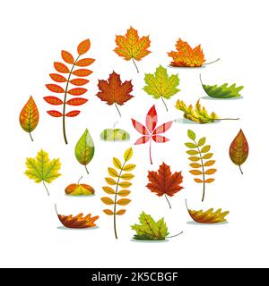 Set mit verschiedenen Herbstlaub Stockfoto