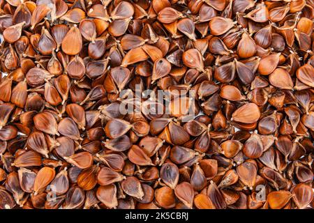 Gesammelte Buchsennüsse als Wildfrüchte Stockfoto