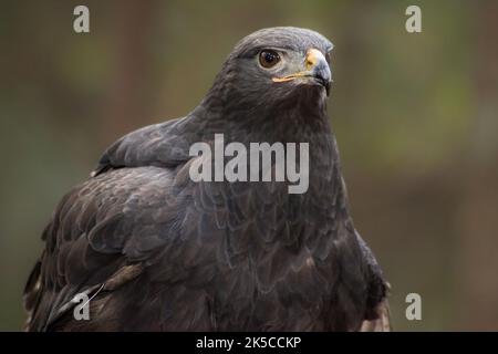 Ein Porträt eines Swainsons Falke Stockfoto