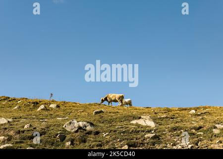 Kühe grasen frei auf einer Wiese auf einem Berg Stockfoto