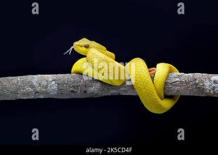 Gelbe, weiß bemalte Grubenviper auf schwarzem Hintergrund Stockfoto