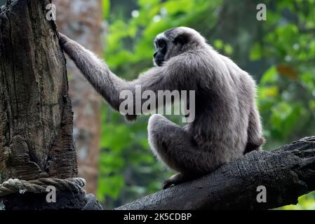 Porträt einer Langur in den dicken Blättern Stockfoto