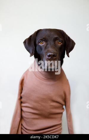 Ein erwachsener Hund in einer menschlichen Jacke schaut auf die Kamera. Labrador Retriever Stockfoto