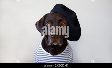 Porträt eines verängstigten labradors in menschlicher Kleidung. Stockfoto