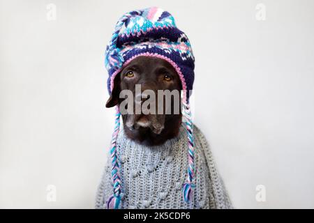 Hund labrador Retriever in einem Pullover und ethnischen Hut. Stockfoto