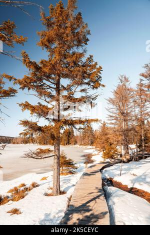 Winter am Oderteich Stausee im Harz bei Goslar und Braunlage, Niedersachsen, Deutschland, Europa Stockfoto