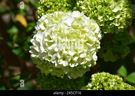 Hortensien im Frühling Stockfoto