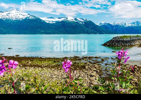 Zwergfeuerkraut; Gemeine Feuerkraut; E. angustifolium; Chilkoot Inlet; Oberer Lynn-Kanal; Coast Mountains Beyond; Oceanside RV Park; Haines; Alaska; USA Stockfoto