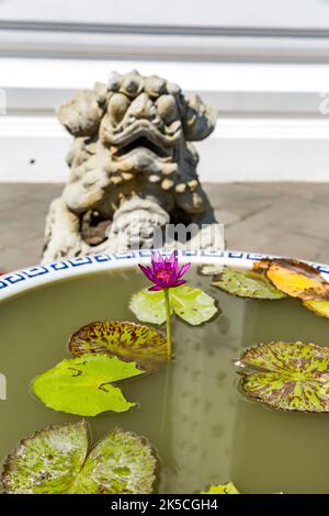 Rosa Seerose mit chinesischem Drachen, Steinskulptur, Wat Arun, Tempel der Morgenröte, Bangkok, Thailand, Asien Stockfoto