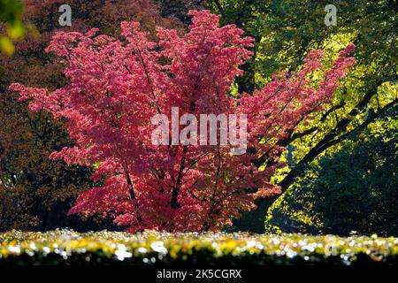 07.10.2022, Mülheim an der Ruhr, Ruhrgebiet, Nordrhein-Westfalen, Deutschland - ein roter Ahorn leuchtet im Herbst auf dem Hauptfriedhof in Mülheim A Stockfoto