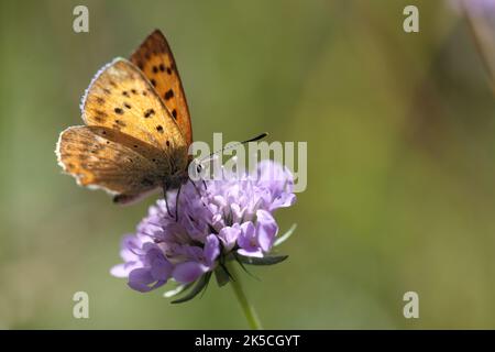 Gewöhnliches Kupfer oder kleiner Kupferschmetterling, der eine Blume in Purpur bestäubt Stockfoto