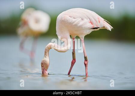 Rosa Flamingo (Phoenicopterus roseus), rosa Flamingo (Phoenicopterus roseus), stehend im Wasser, Ufer, Camargue, Frankreich, Europa Stockfoto