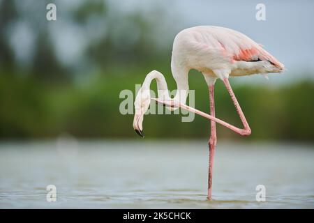 Rosa Flamingo (Phoenicopterus roseus), steht im Wasser am Ufer, Camargue, Frankreich, Europa Stockfoto