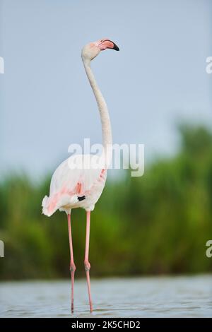 Rosa Flamingo (Phoenicopterus roseus), steht im Wasser am Ufer, Camargue, Frankreich, Europa Stockfoto