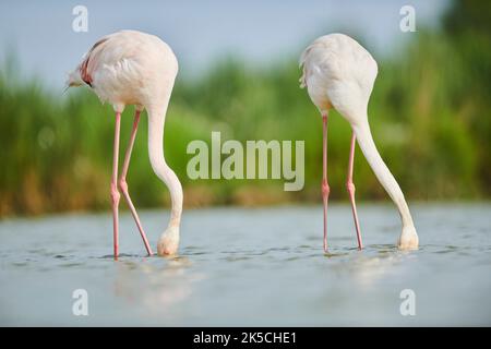 Rosa Flamingos (Phoenicopterus roseus), zwei, im Wasser stehend, Camargue, Frankreich, Europa Stockfoto