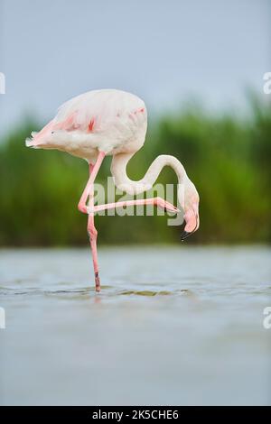 Rosa Flamingo (Phoenicopterus roseus), steht im Wasser am Ufer, Camargue, Frankreich, Europa Stockfoto