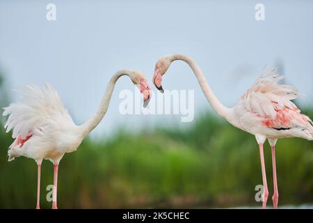 Pink Flamingo (Phoenicopterus roseus), streitig, lateral, Camargue, Frankreich, Europa Stockfoto