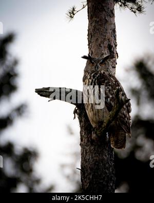 Eine vertikale Nahaufnahme der eurasischen Adlereule, die auf einem Kiefernzweig im Wald thront Stockfoto