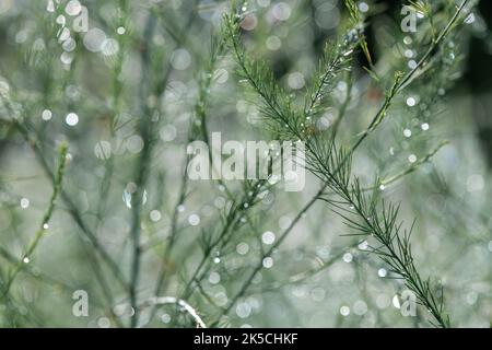 Detailansicht und Makroaufnahme der Spargelpflanze nach Regen. Tautropfen auf den Ästen, die von der strahlenden Sonne strahlen. Sommer Natur frischer Hintergrund. Stockfoto