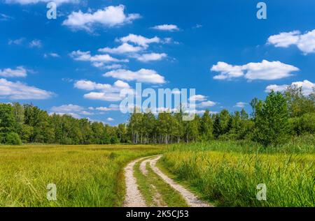 Deutschland, Bayern, Kreis Starnberg, Bachern am Wörthsee, Bacherner Moos Stockfoto