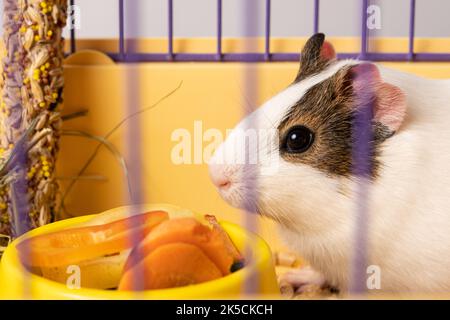 Ein süßes Meerschweinchen sitzt in einem Käfig neben einem Futterhäuschen mit Gemüse. Stockfoto