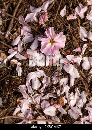 WA22144-00...WASHINGTON - gefallene Baumblüten und Blütenblätter im Frühling im Washington Park Arboretum in Seattle. Stockfoto