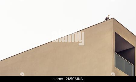 Taube auf Gebäude in Narbonne. Stockfoto