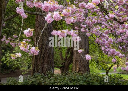 WA22147-00...WASHINGTON - Baum in Blüte im Washington Park Arboretum in Seattle. Stockfoto