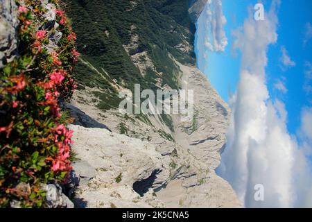 Blick von der Viererspitze 2054 m Richtung Wörner 2476 m in der Mitte, Alpenrosen im Vordergrund, Alpenrosenbusch (Rhododendron ferrugineum) Karwendel, Deutschland, Bayern, Oberbayern, Werdenfelser Land, alpenwelt, Wolkenatmosphäre Stockfoto