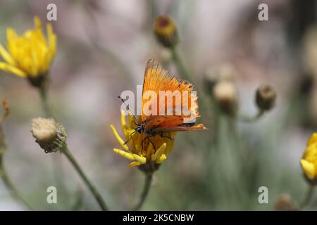 Großer Kupferschmetterling auf einer gelben Blume Stockfoto