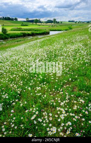 Wiese mit Gänseblümchen (Leucanthemum) Familie der Gänseblümchen (Asteraceae). Stockfoto